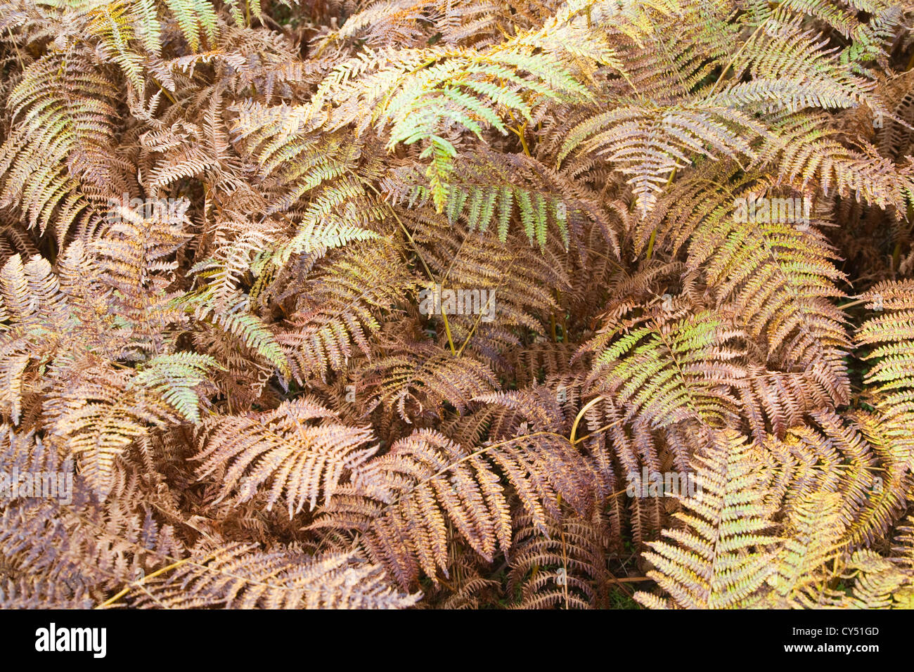 Bracken Pteridium fern leaves autumn colours heathland Sutton Heath, Suffolk, England Stock Photo