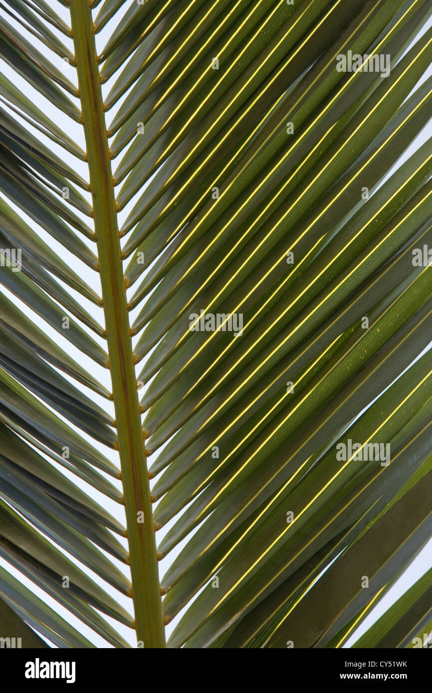 Macro close up abstract image of a palm leaf Stock Photo