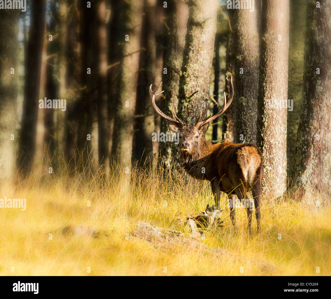 Red Deer Stag in the Cairngorm forest Stock Photo