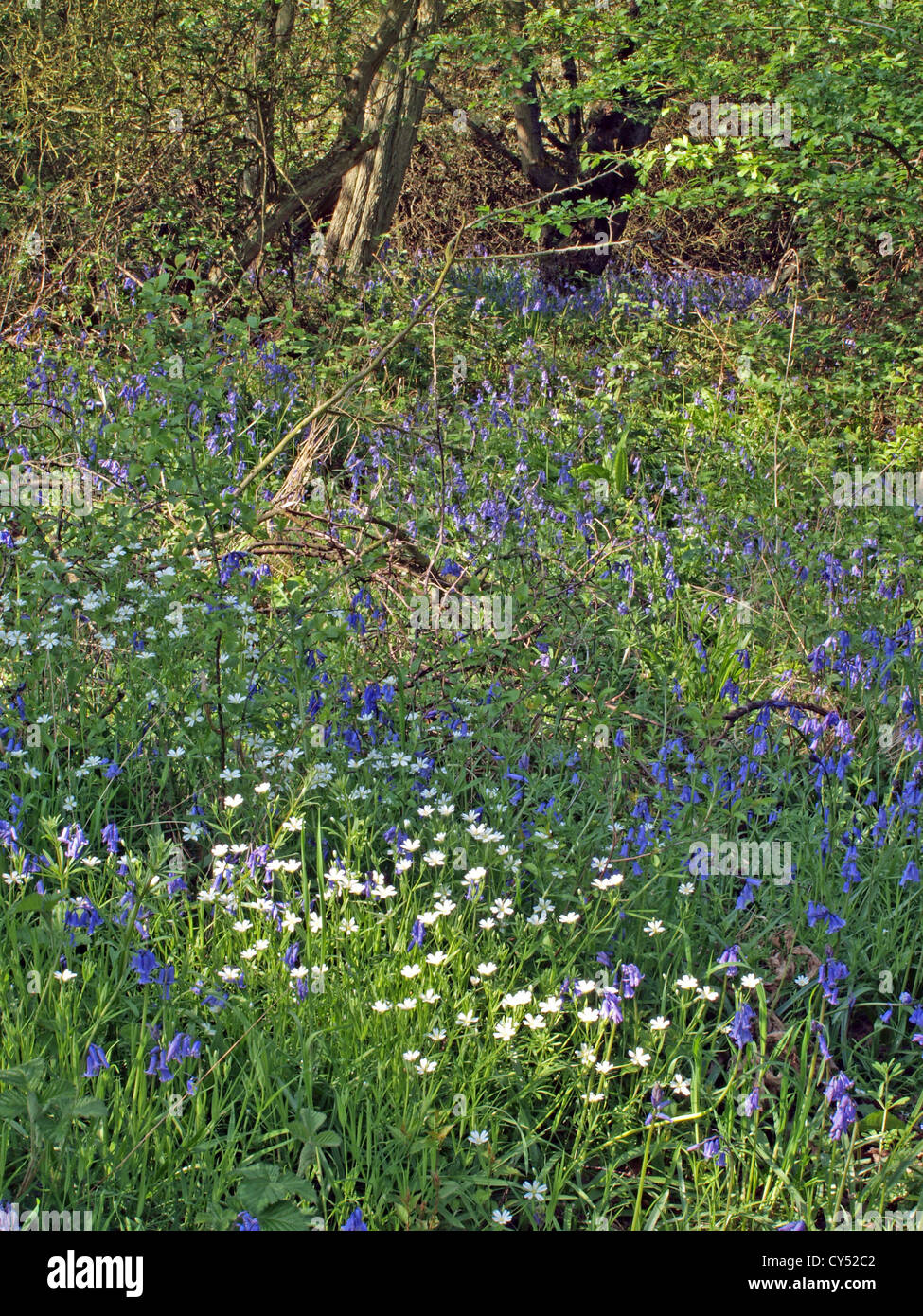Bluebells Scilla non-scripta growing in a wood in England Stock Photo