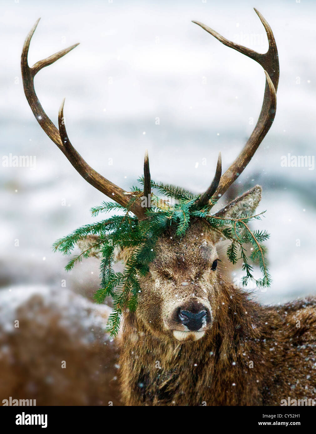 The Red Prince A red Deer Stag in the snow still in rutting mode . A red prince with a crown of Caledonian pine Stock Photo