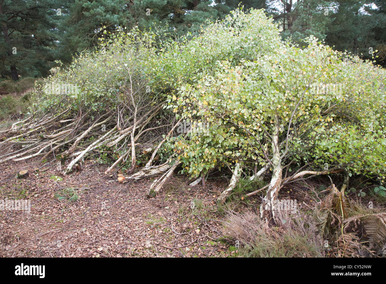 Birch saplings hi-res stock photography and images - Alamy