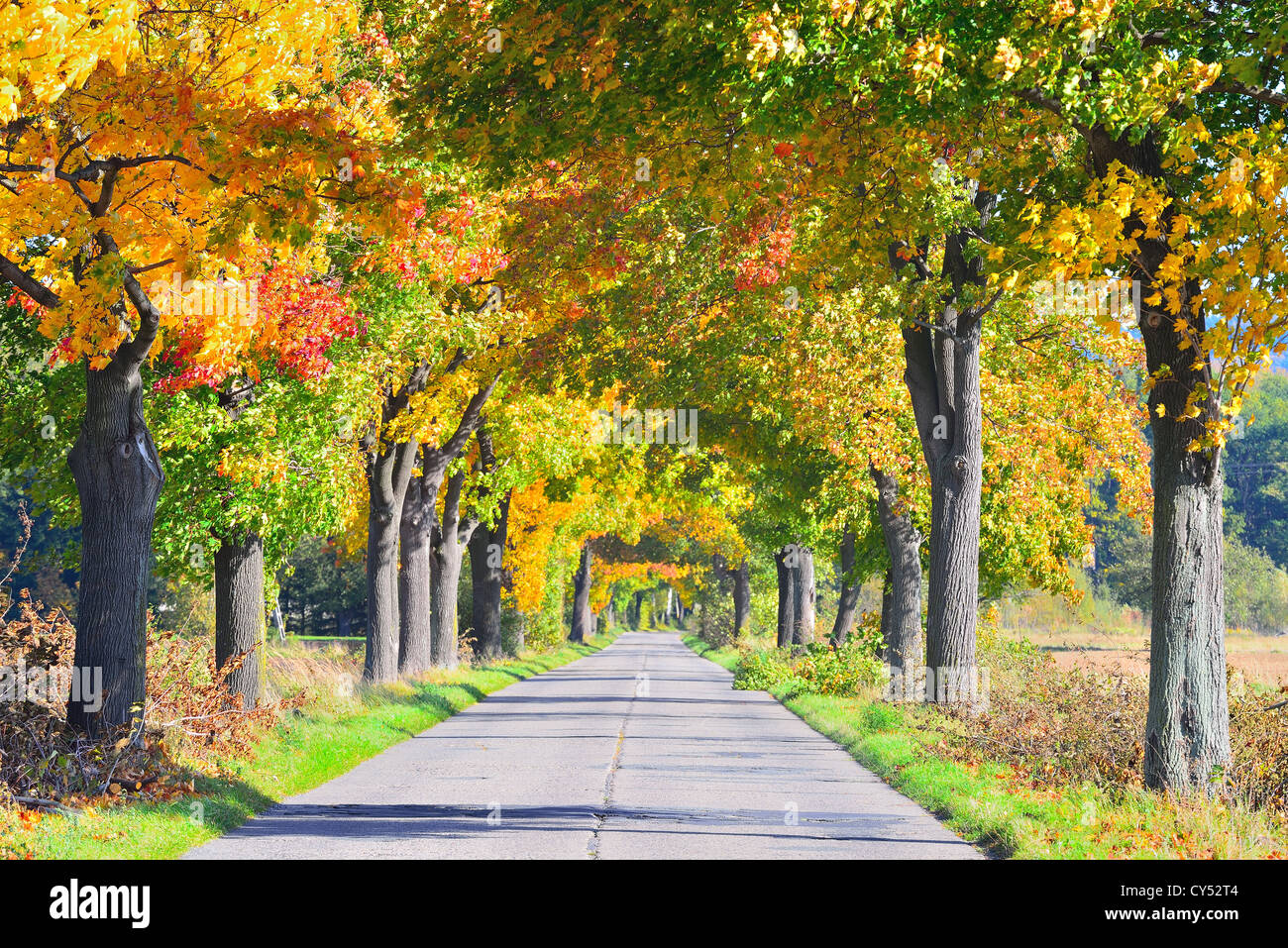 Colorful autumn sunny country road near Klodzko Lower Silesia Poland Stock Photo