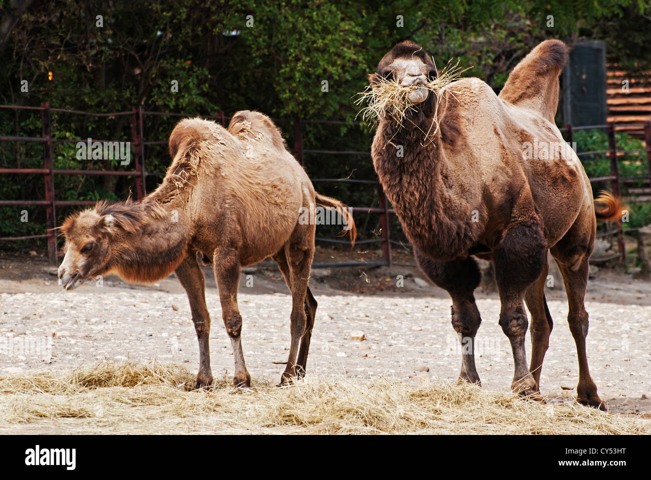Camel (Camelus ferus bactrianus Stock Photo Alamy