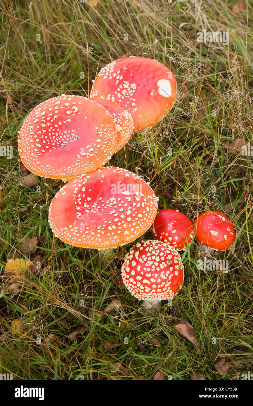 Fungus fungi hires stock photography and images Alamy