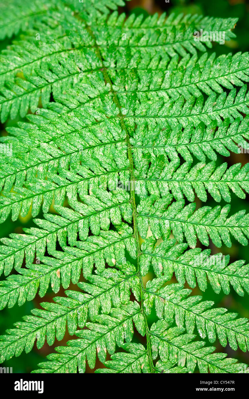 Fern leaf backdrop hi-res stock photography and images - Alamy