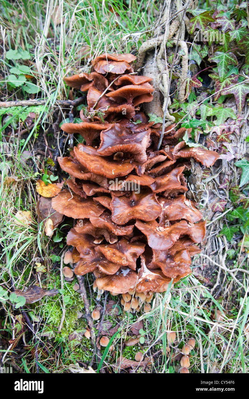 Brown bracket polypore fungi growing on elm tree stump Stock Photo
