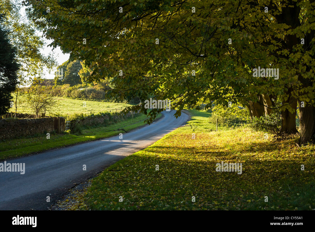 Horse Chestnut trees in Lockton, North Yorkshire, England Stock Photo