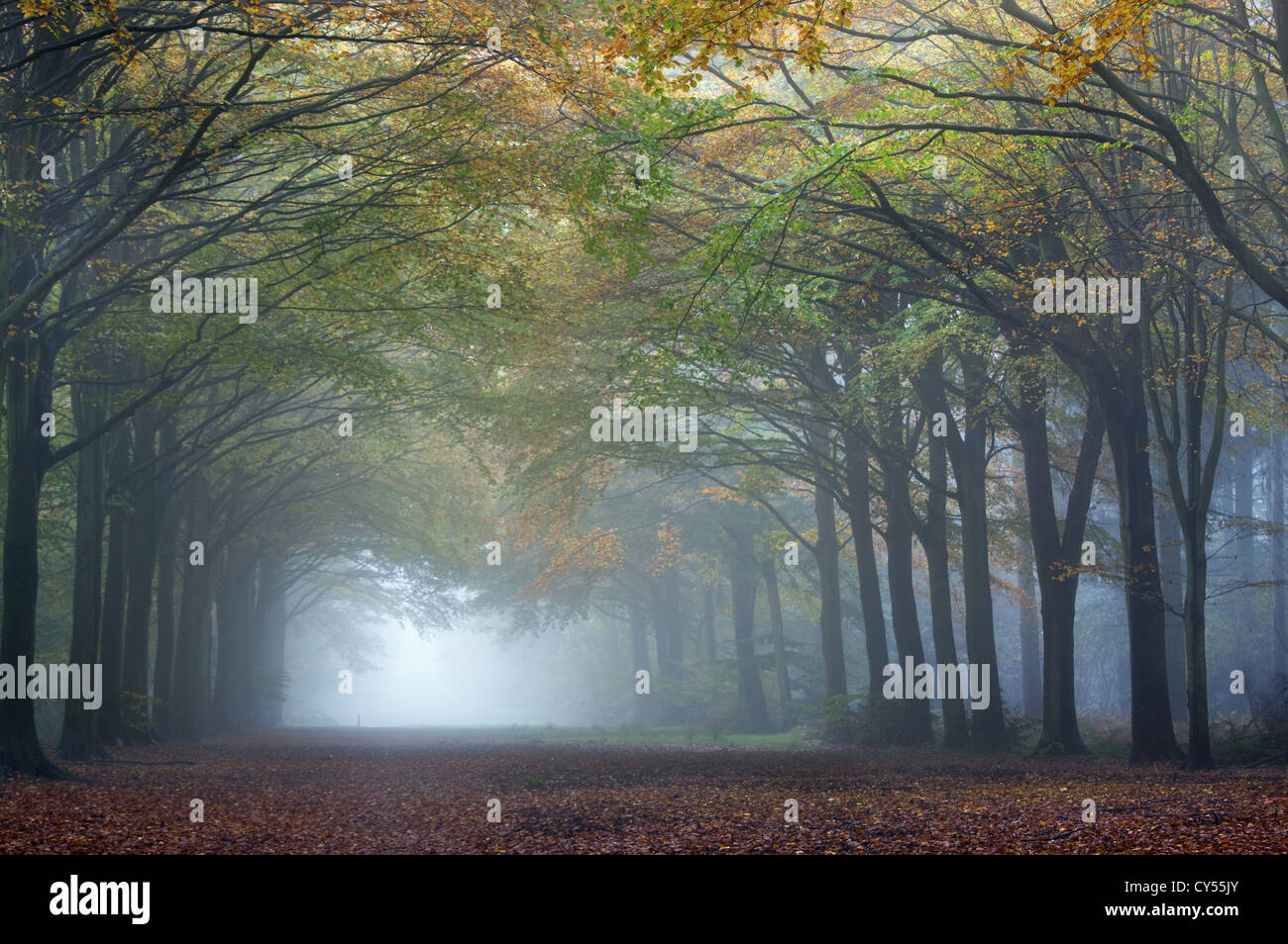Woodland colour in Autumn fog October Norfolk UK Stock Photo