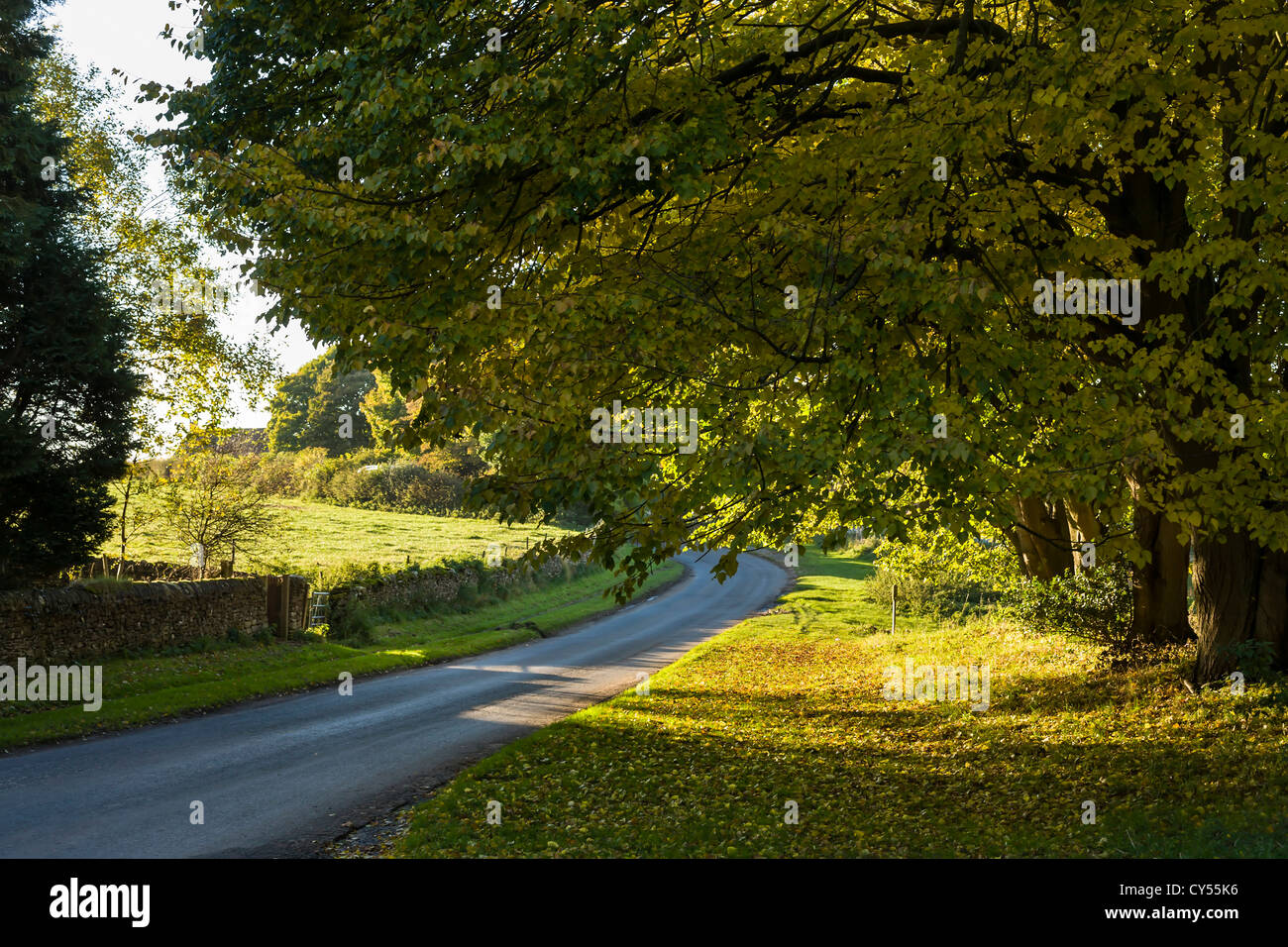 Horse Chestnut trees in Lockton, North Yorkshire, England Stock Photo