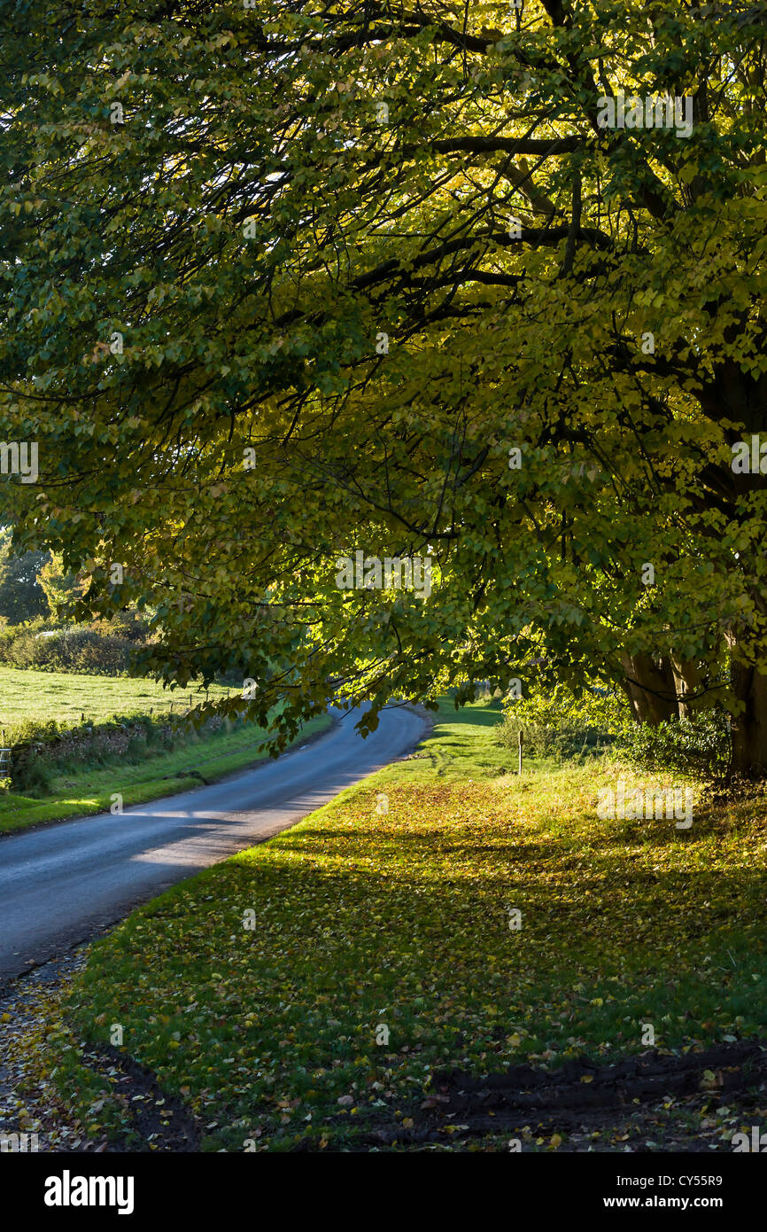 Horse Chestnut trees in Lockton, North Yorkshire, England Stock Photo