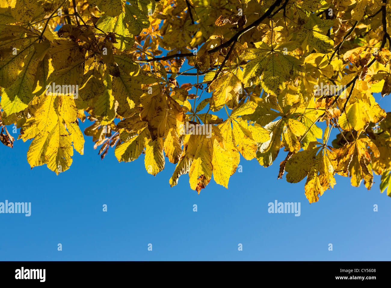 Yellow Horse Chestnut leaves against a blue sky Stock Photo Alamy