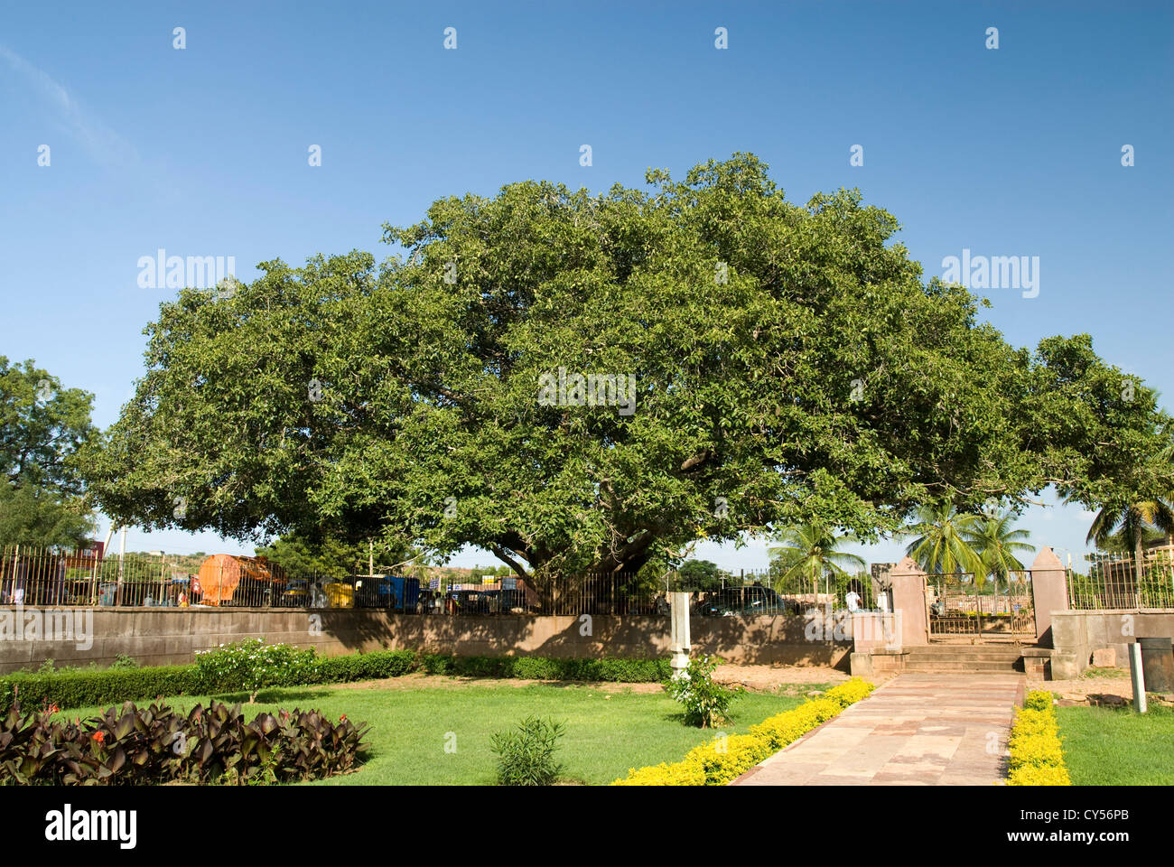 A huge banyan tree near Durga temple Complex, Aihole, Karnataka Stock