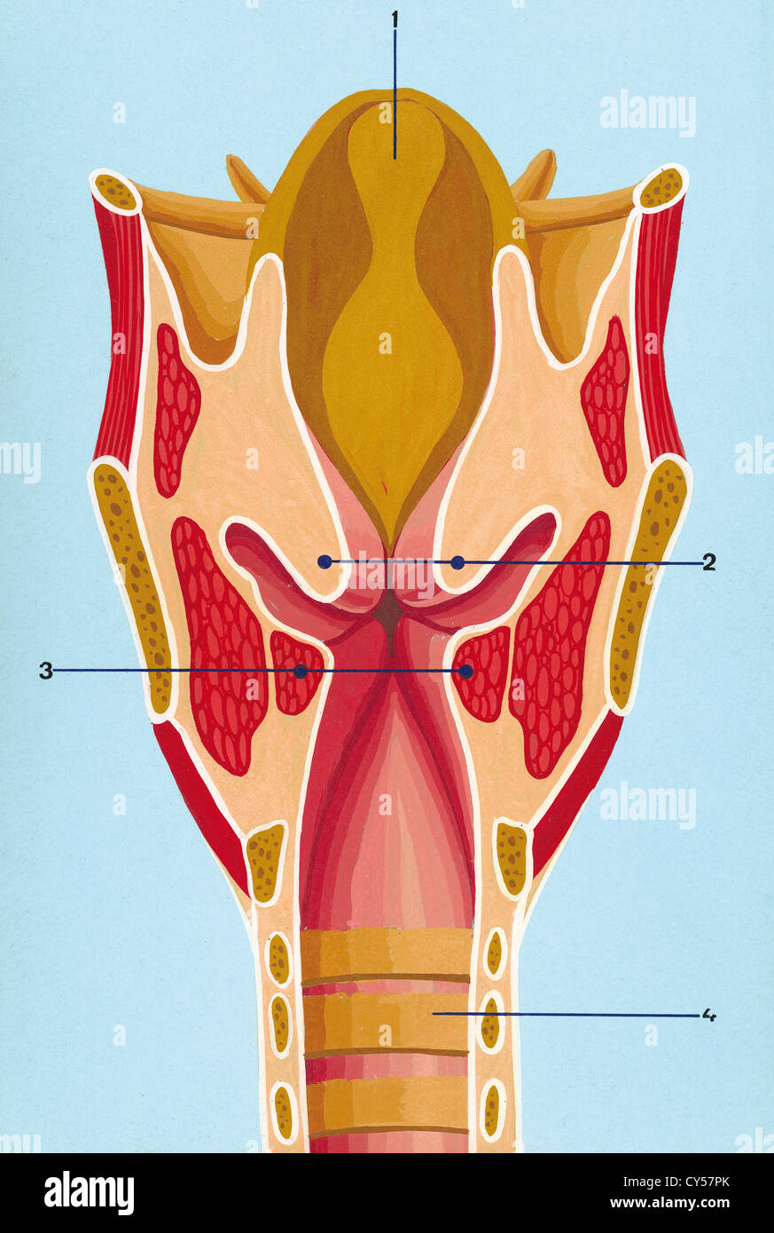 Respiratory system. Schematic drawing of the front section of the larynx. Drawing. Color. Stock Photo