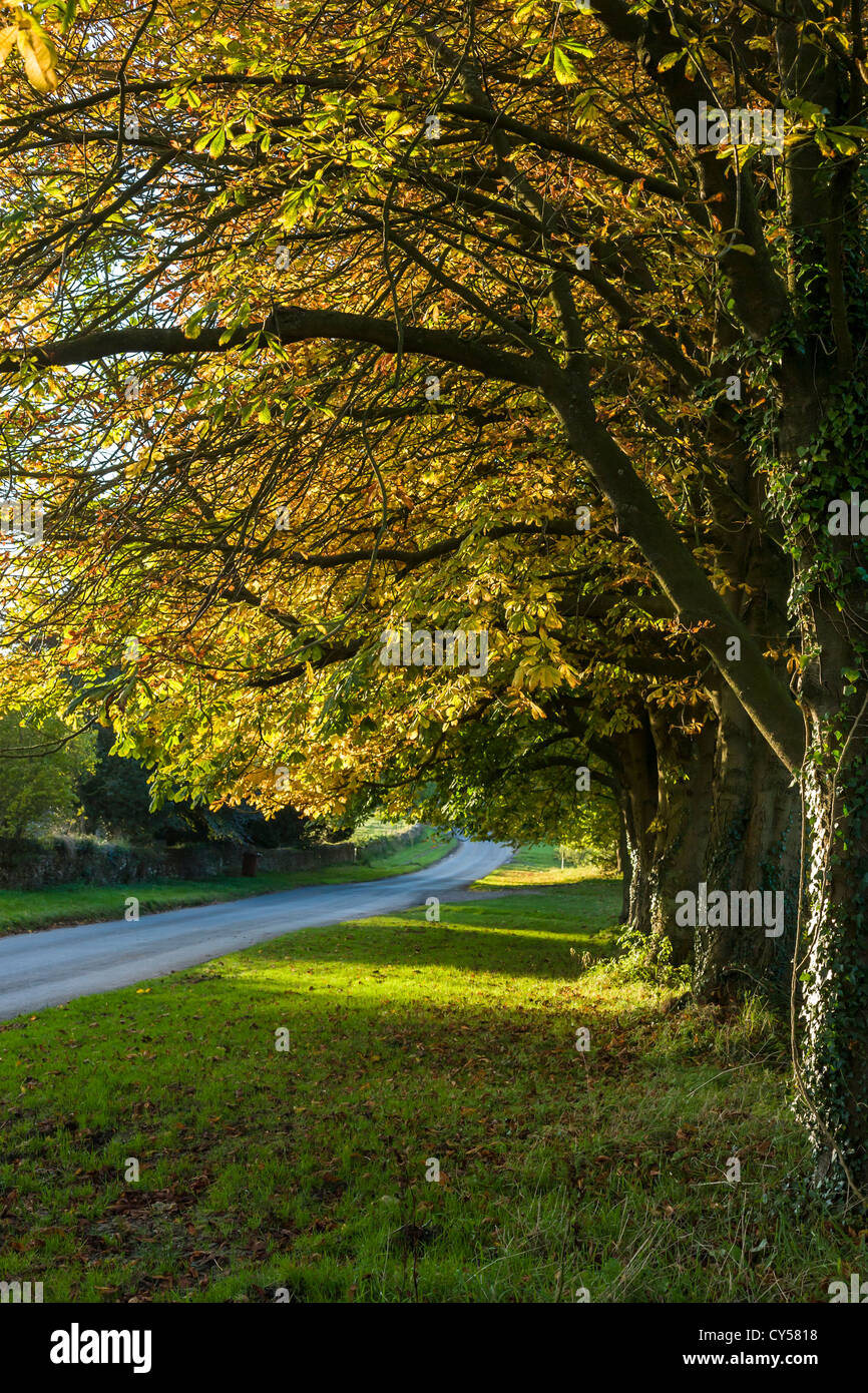 Horse Chestnut trees in Lockton, North Yorkshire, England Stock Photo
