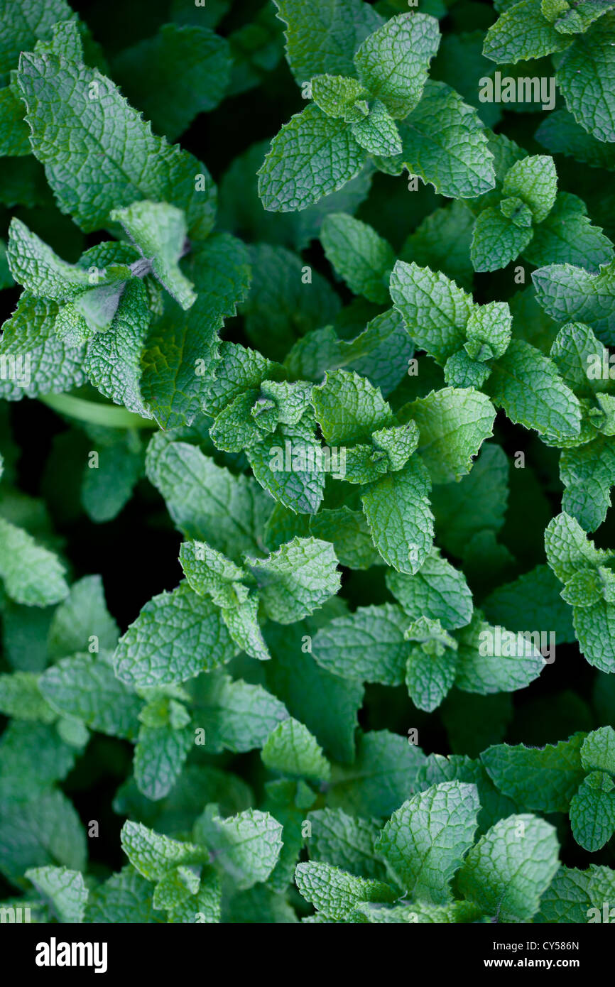 Organic mint plants, Israel Stock Photo Alamy