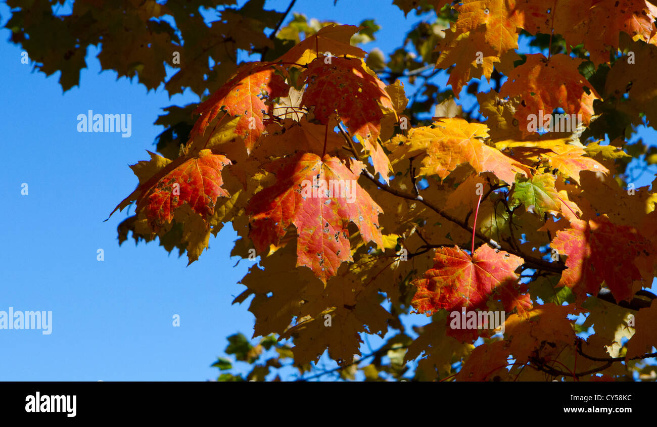 Orange and red Maple leaves. Autumn fall colours colors. Stock Photo