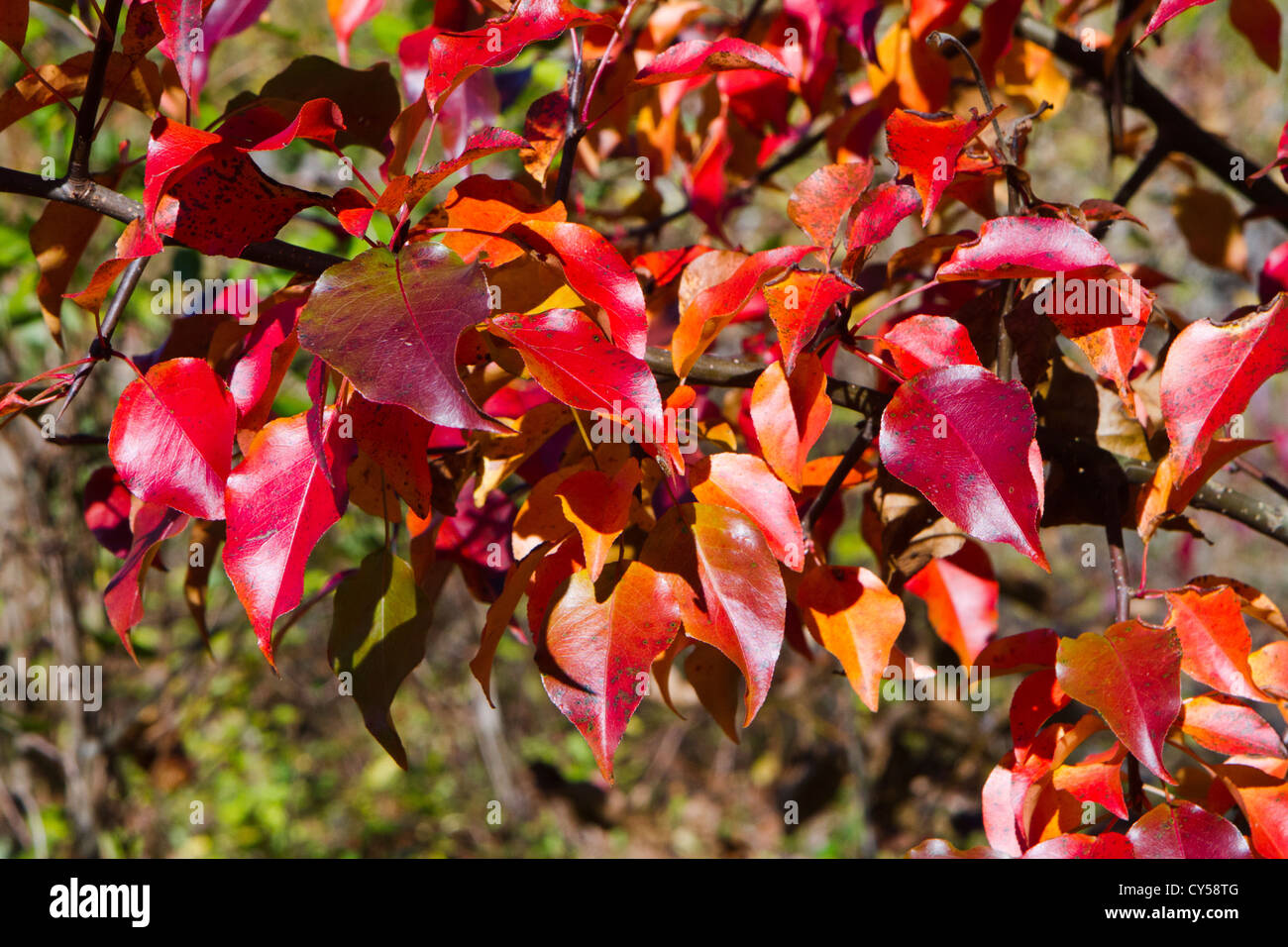 Dogwood Cornus in autumn red color colours colors colour. Stock Photo