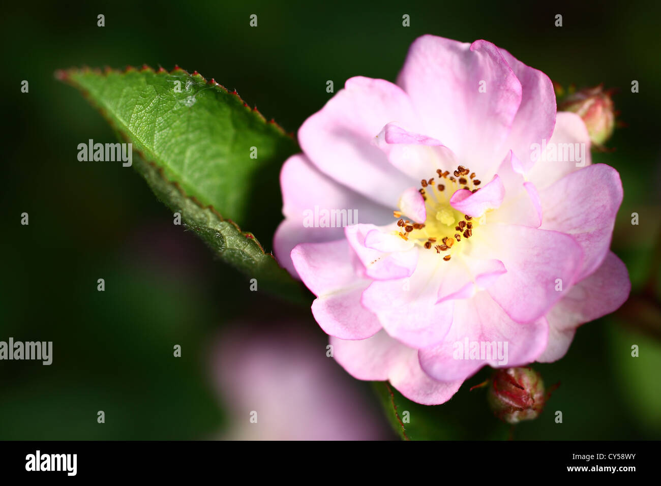 Miniature Rose in Full Bloom Stock Photo Alamy