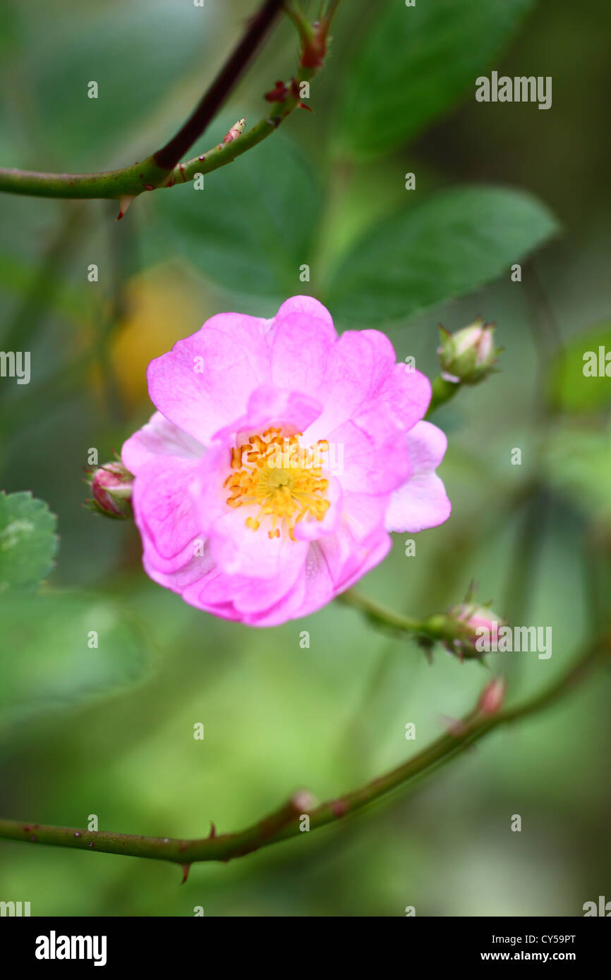 Miniature rose in full bloom Stock Photo Alamy