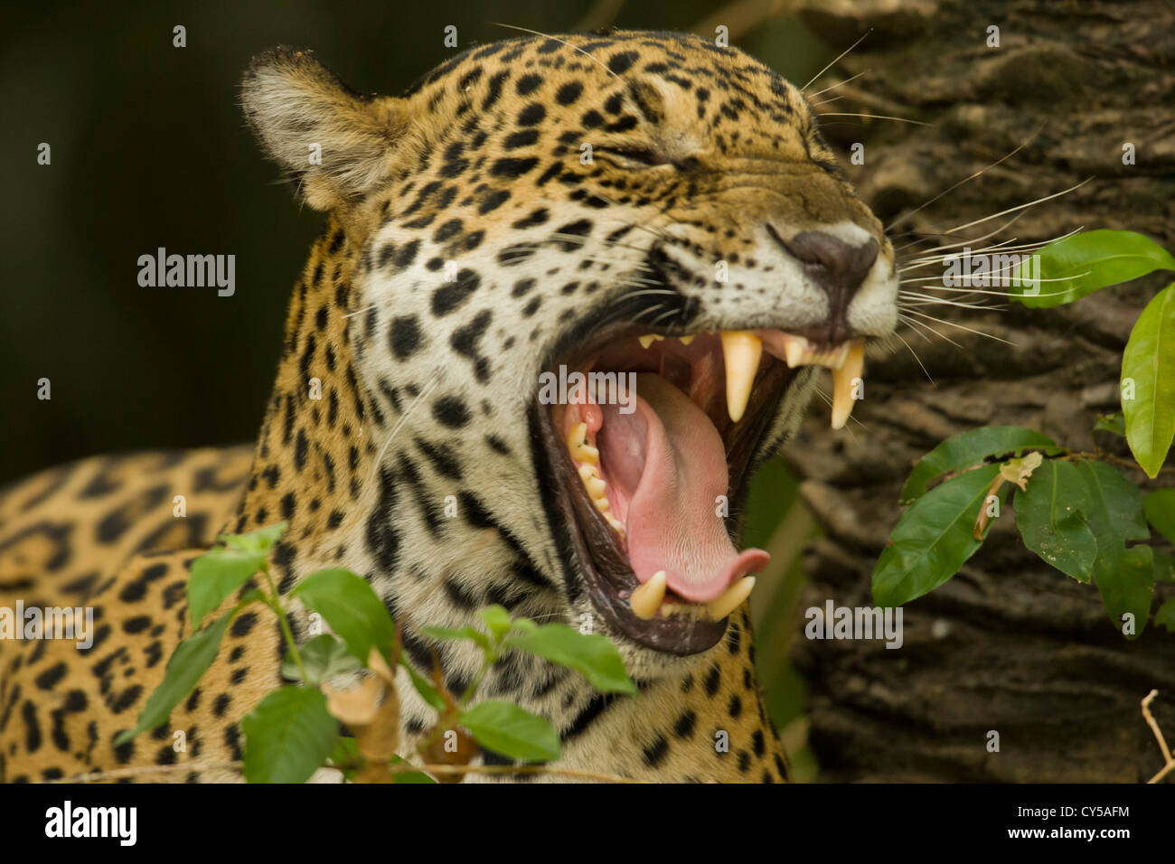 Jaguar (Panthera Onca) Stock Photo