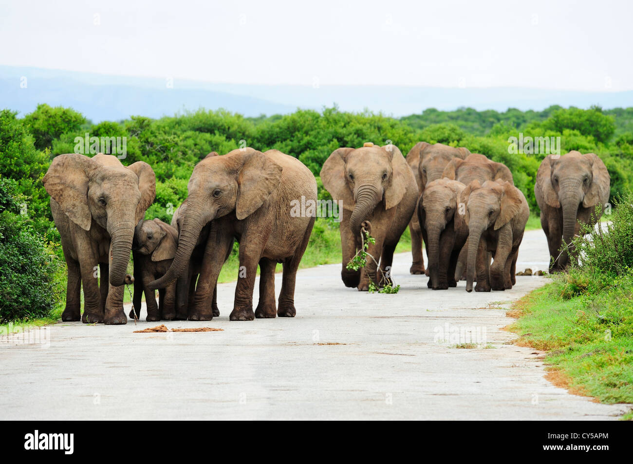 Herd of African elephants in Addo Elephant National Park, Eastern Cape, South Africa Stock Photo