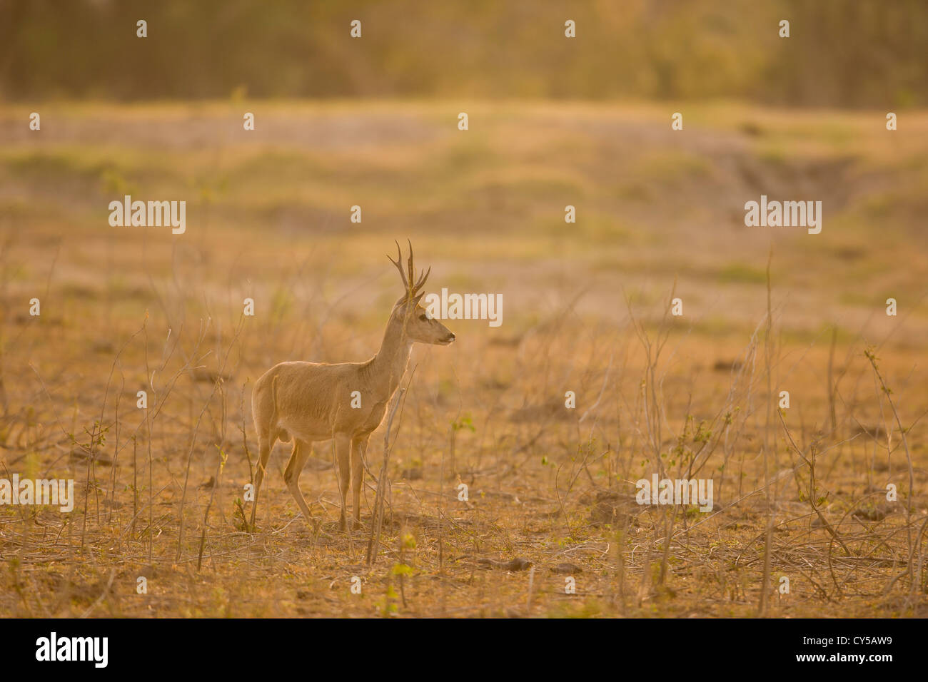 Pampas Deer (Ozotoceros bezoarcticus) Stock Photo