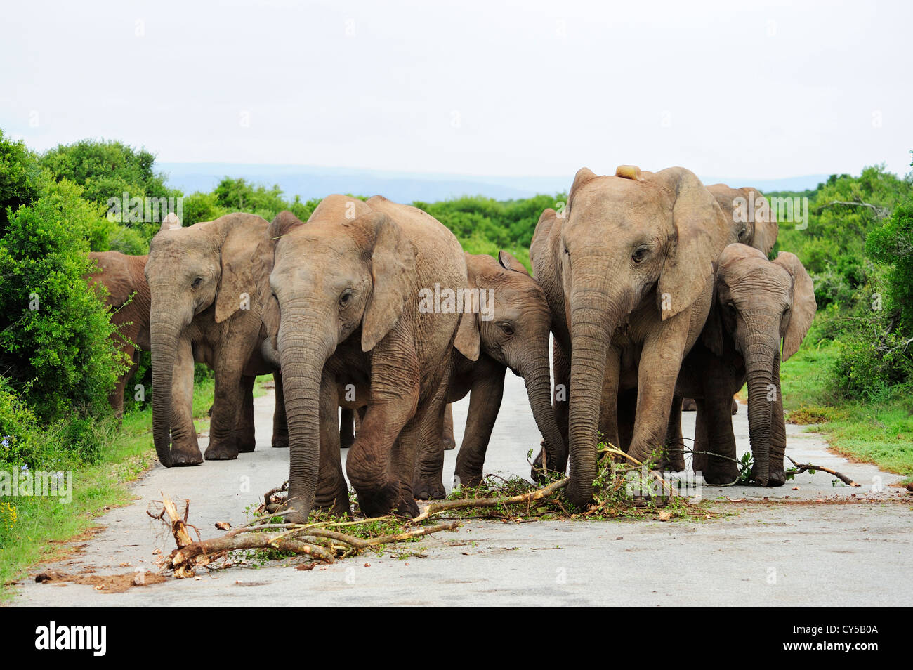 Herd of African elephants in Addo Elephant National Park, Eastern Cape, South Africa Stock Photo