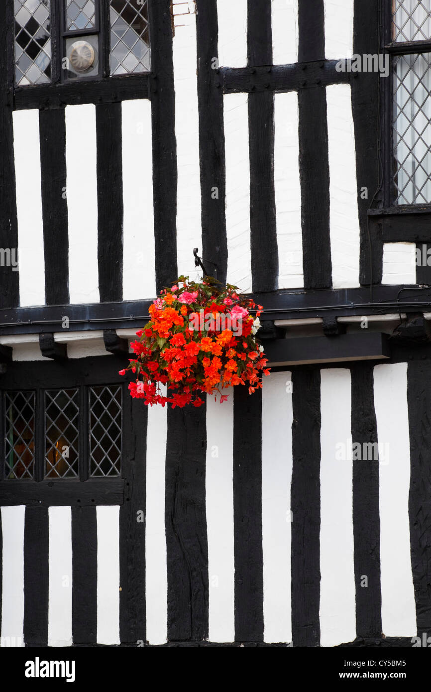 Geranium flower basket hanging on the front of the Falcon public house, Chapel Street, Stratford-upon-Avon. Stock Photo