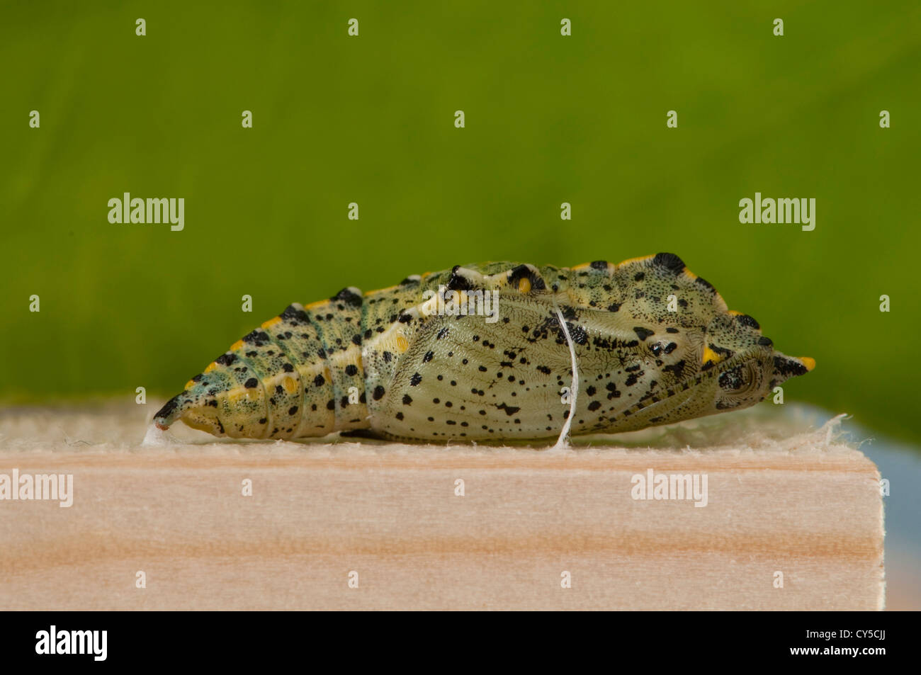 Cabbage white butterfly chrysalis hires stock photography and images