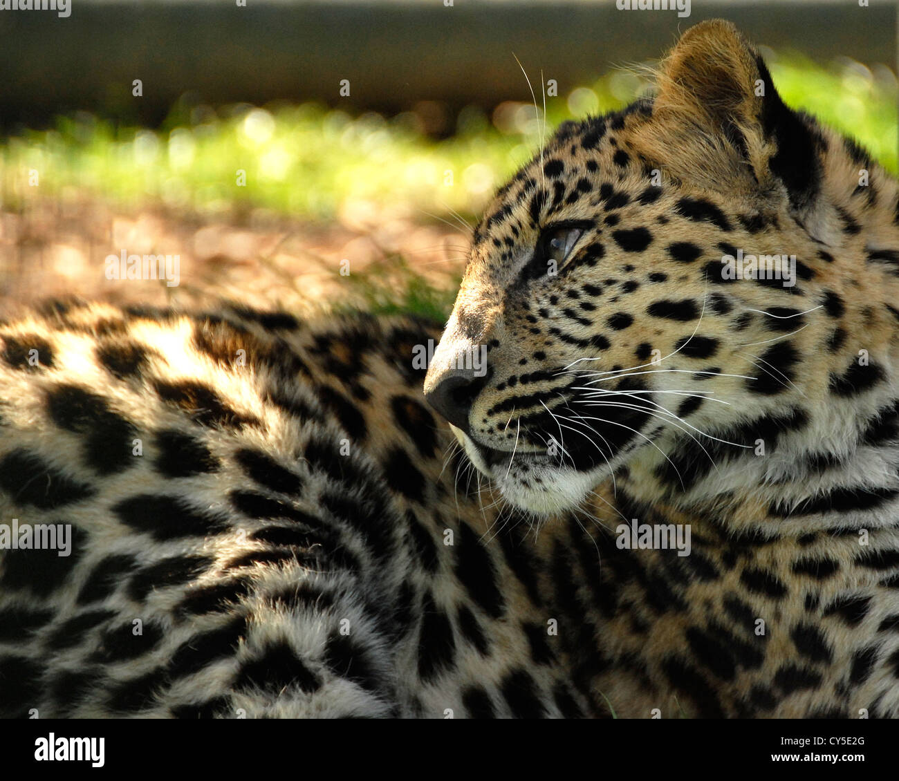 Closeup of Amur Leopard lying down Stock Photo - Alamy