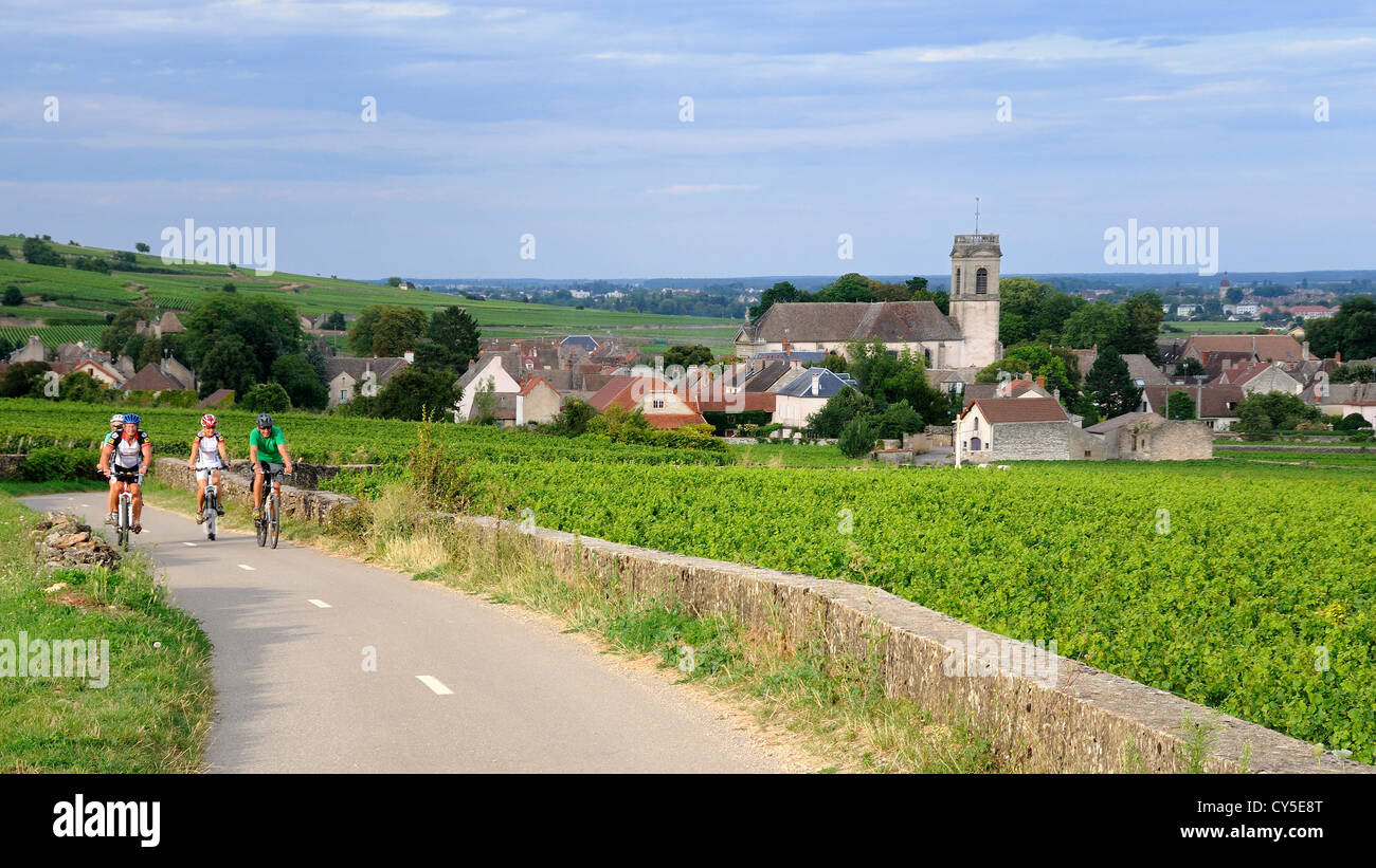 Cycling cyclists in Burgundy, France - Vineyard and village of Pommard, Cote d'Or, Route des grands crus, Burgundy, France Stock Photo