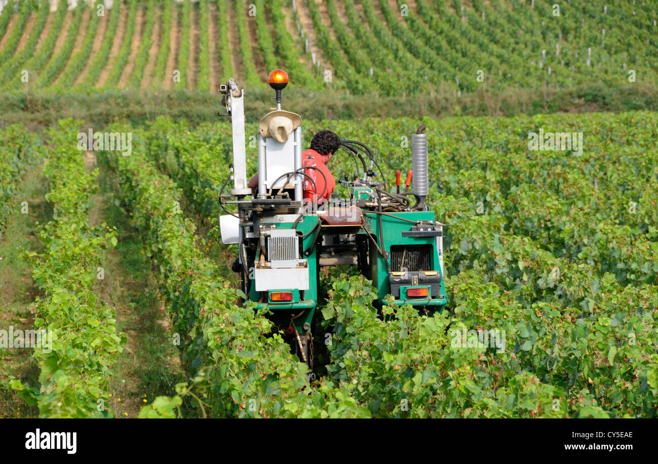 Tractor in vineyard, Cote d'Or, Burgundy, France, Europe Stock Photo