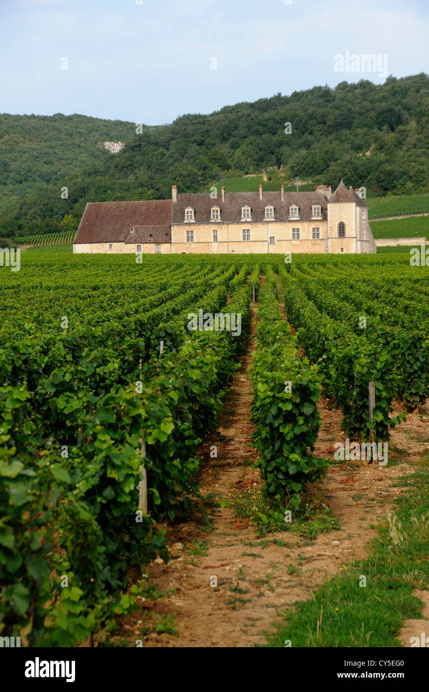 Vineyard Chateau du Clos de Vougeot, Cote d'Or, Burgundy, France, Europe - famous winery Stock Photo