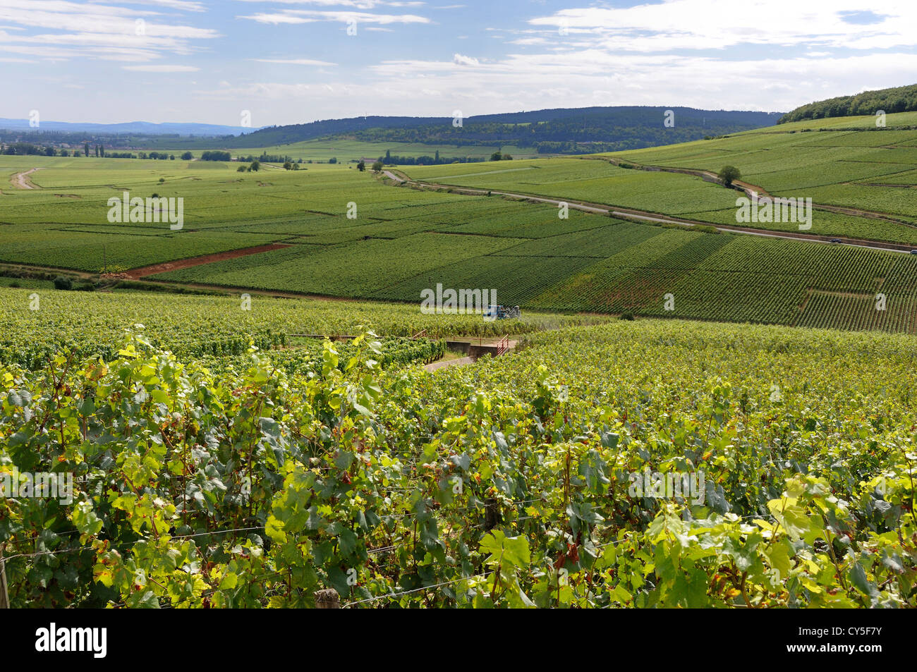 Cotes de Beaune vineyard, Cote d'Or, France, Europe Stock Photo