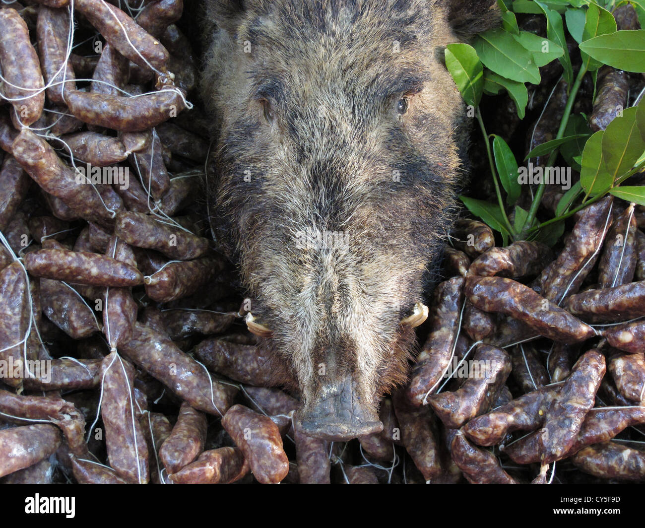 Boar Sausages High Resolution Stock Photography and Images - Alamy