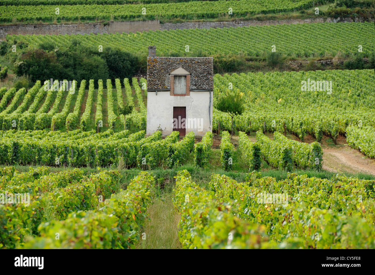 Vineyard hut. Vineyard Beaune .Cote de Beaune. Burgundy .France Stock