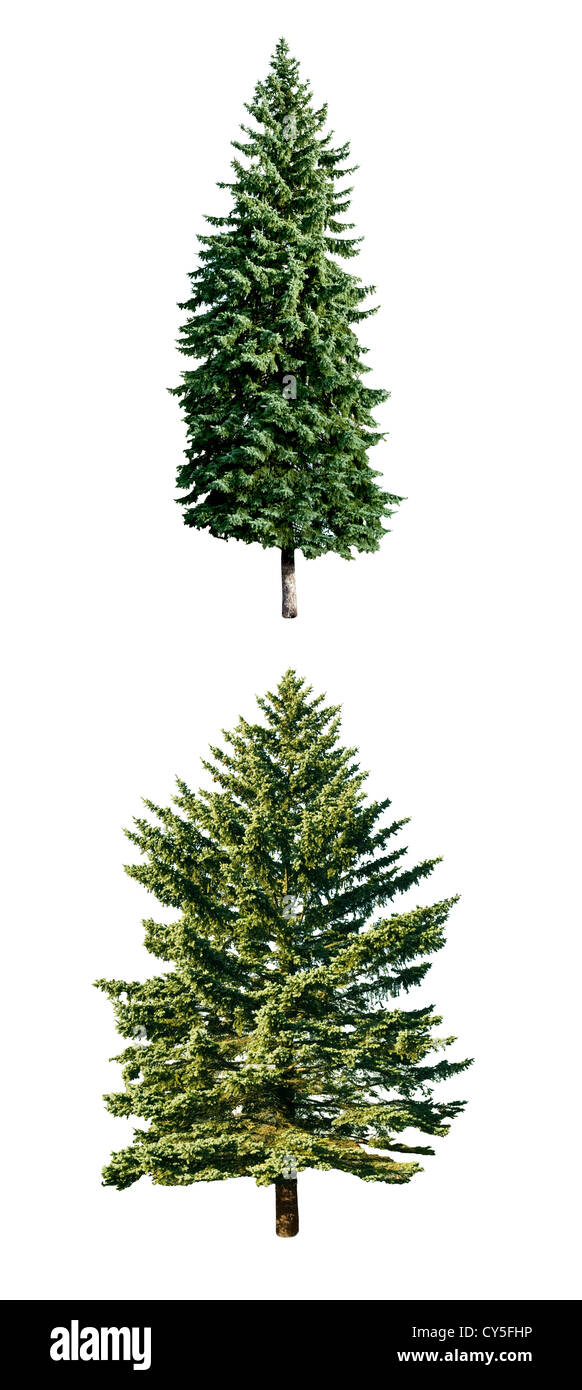 fresh pine trees isolated on white background Stock Photo