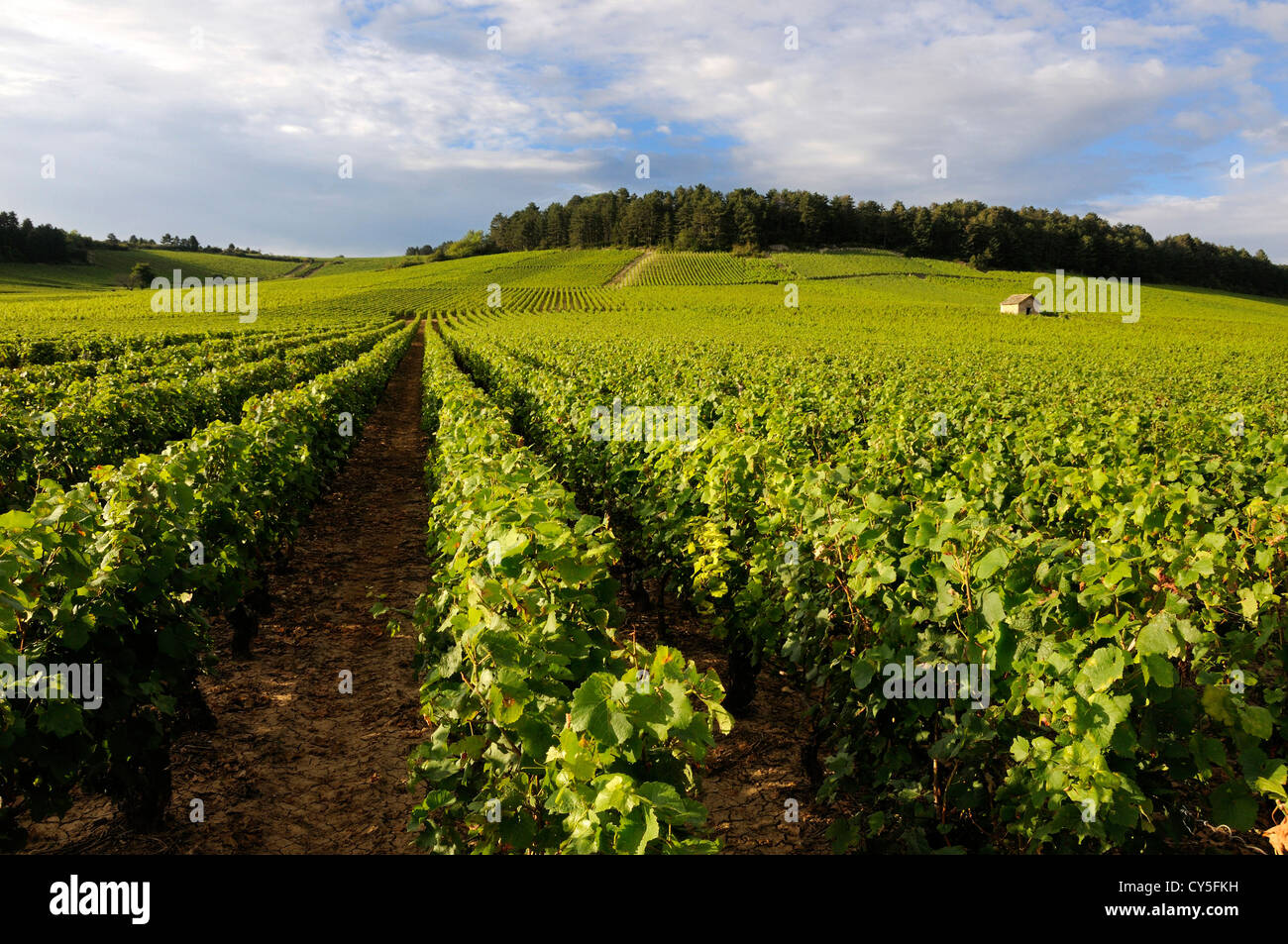 Vineyard near Monthelie, Burgundy, France, Europe Stock Photo