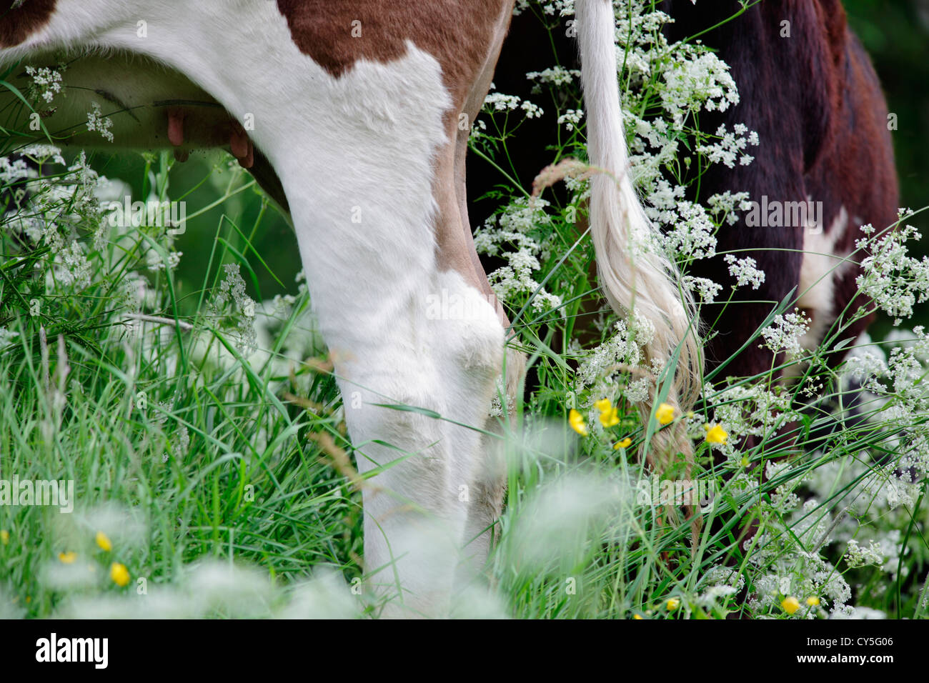 Cow tail hi-res stock photography and images - Alamy