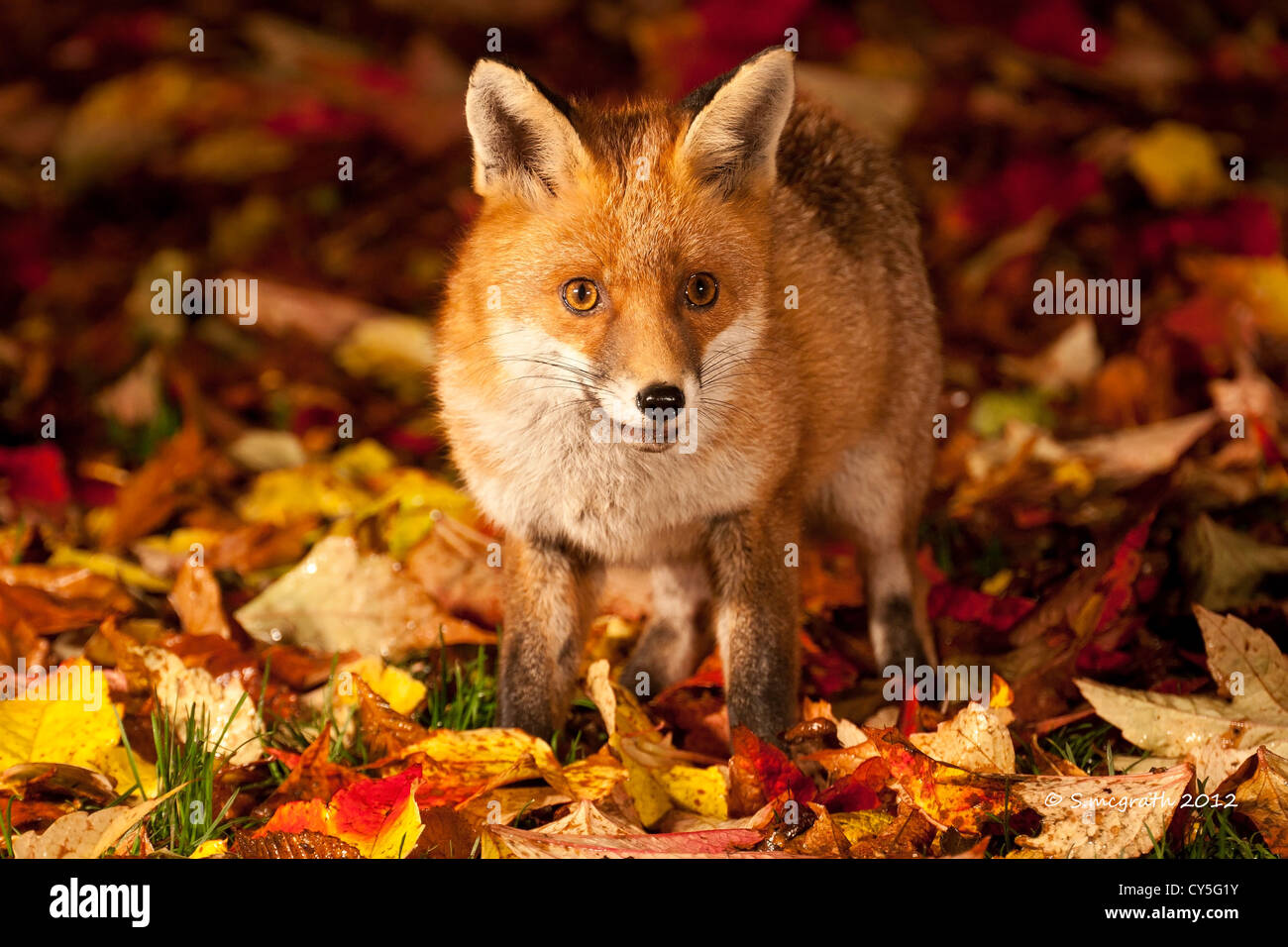 Autumn fox cub Stock Photo