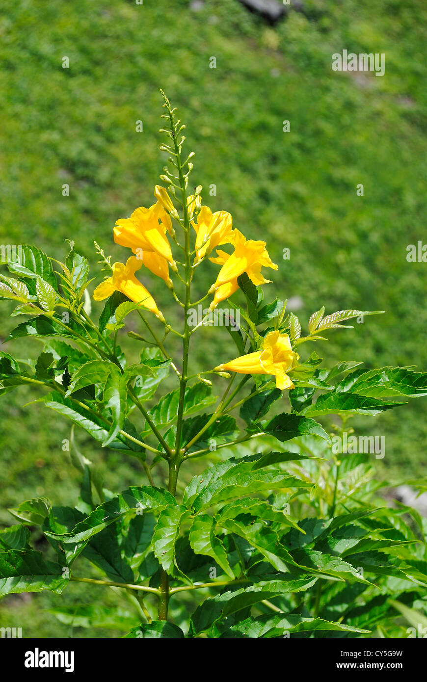 Trumpet bush flowers (Tecoma stans) Stock Photo