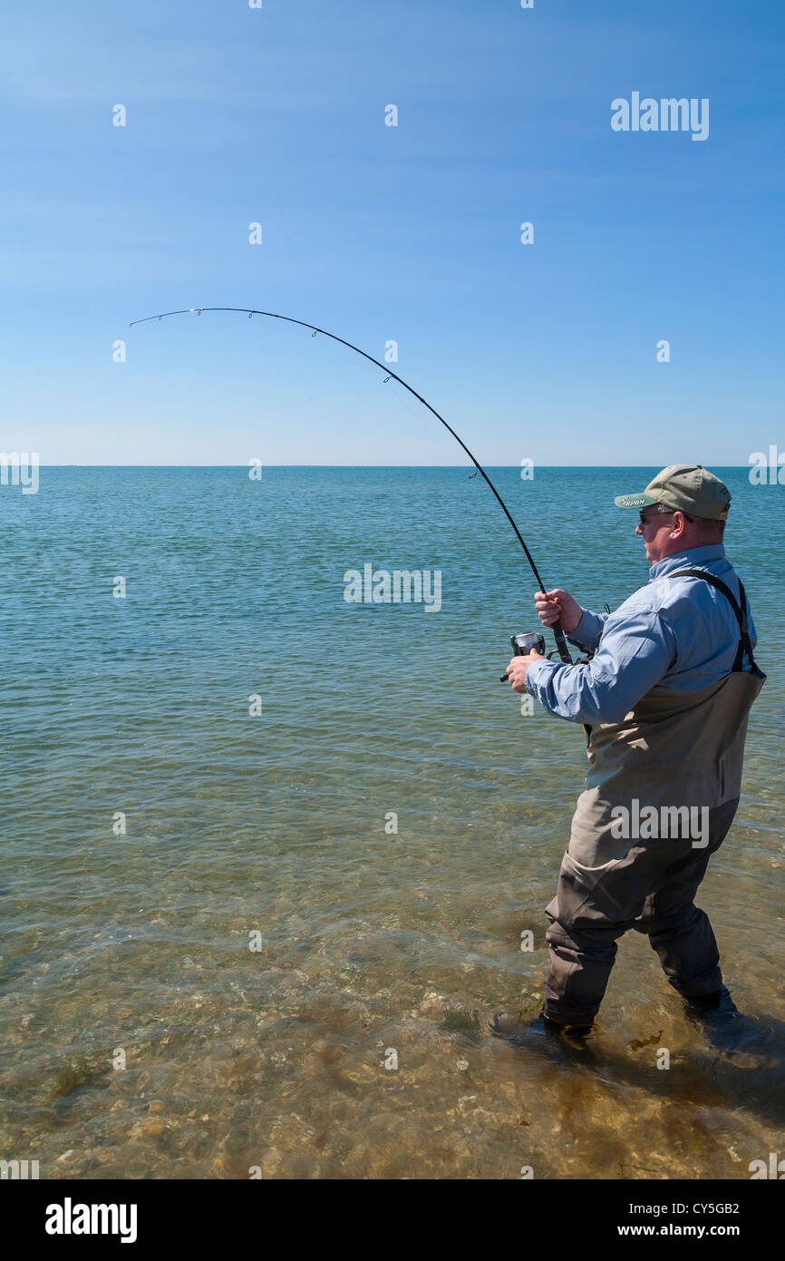 Angler plays Striped Bass from a beach on Cape Cod. USA. Stock Photo