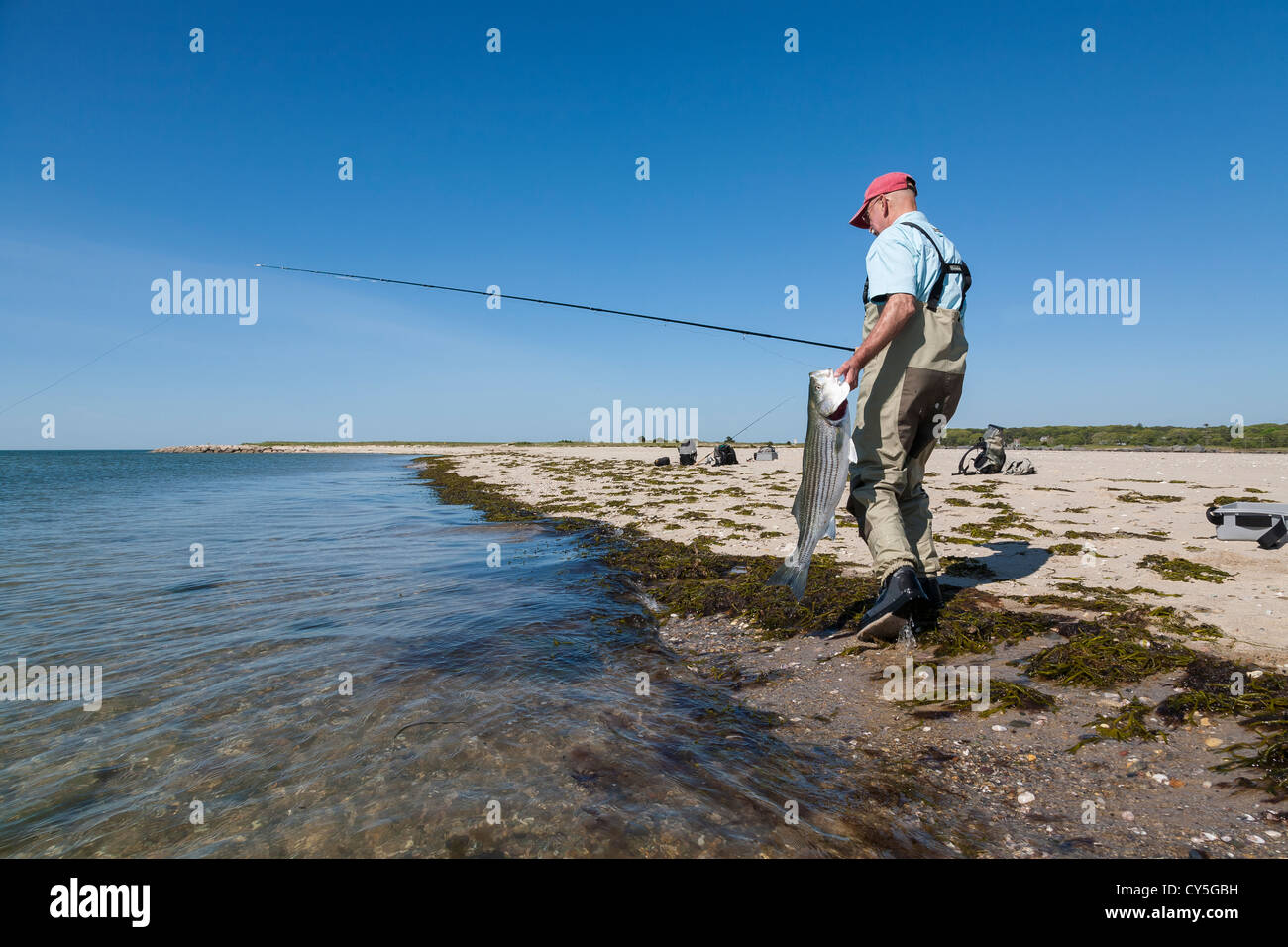 Angler with keeper size Fly caught Striped Bass. Cape Cod. USA. Stock Photo