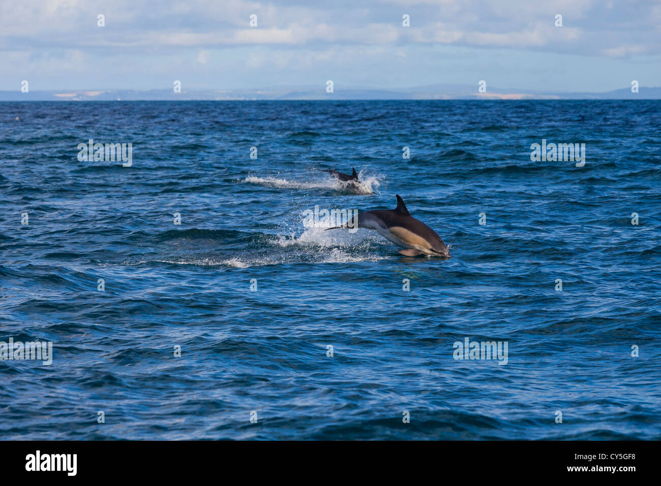 Dolphins jump as they follow boat. Stock Photo