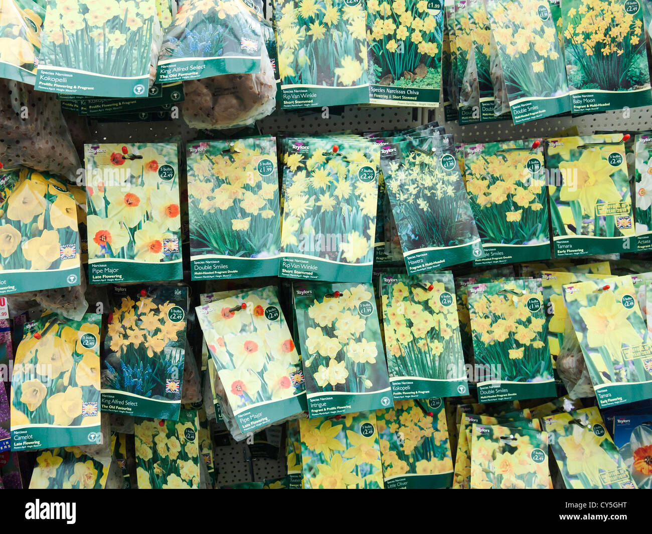 Packaged Daffodil and Narcissus flower bulbs for sale in autumn in a