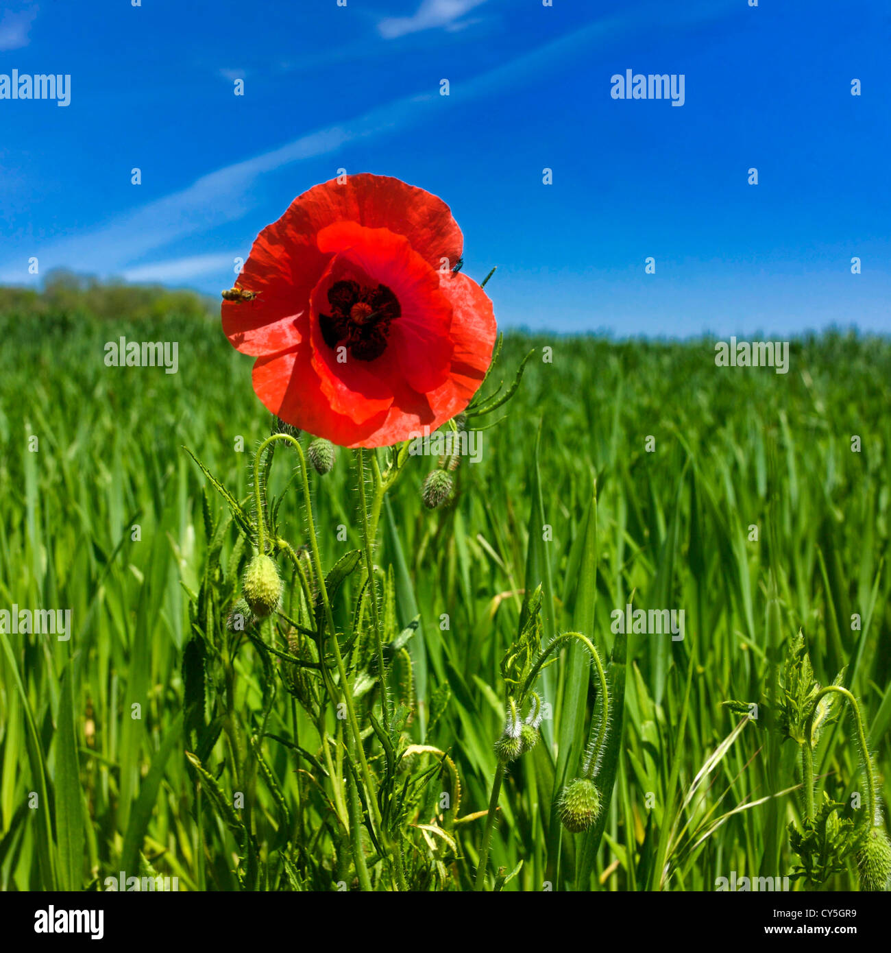 Bright red poppy standing tall in a vibrant green field under a clear ...