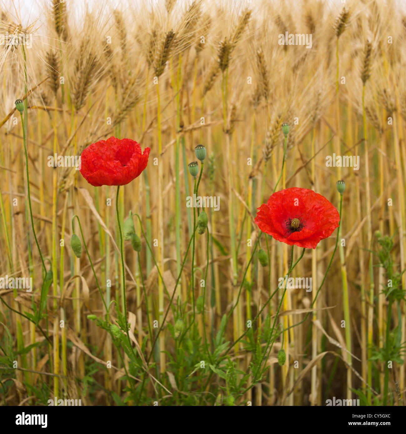 Isolated poppy flower in a barley field. Auvergne. France Stock Photo