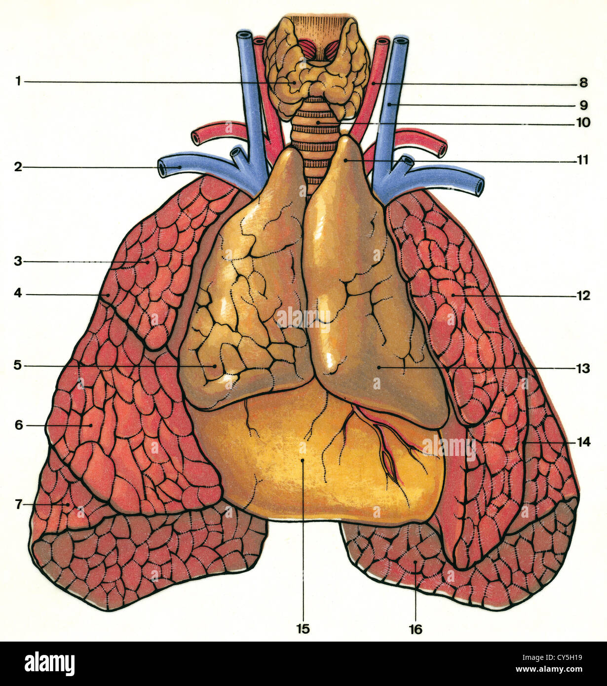 Glands. Anatomic location of the thymus in a newborn. Drawing. Color Stock  Photo - Alamy