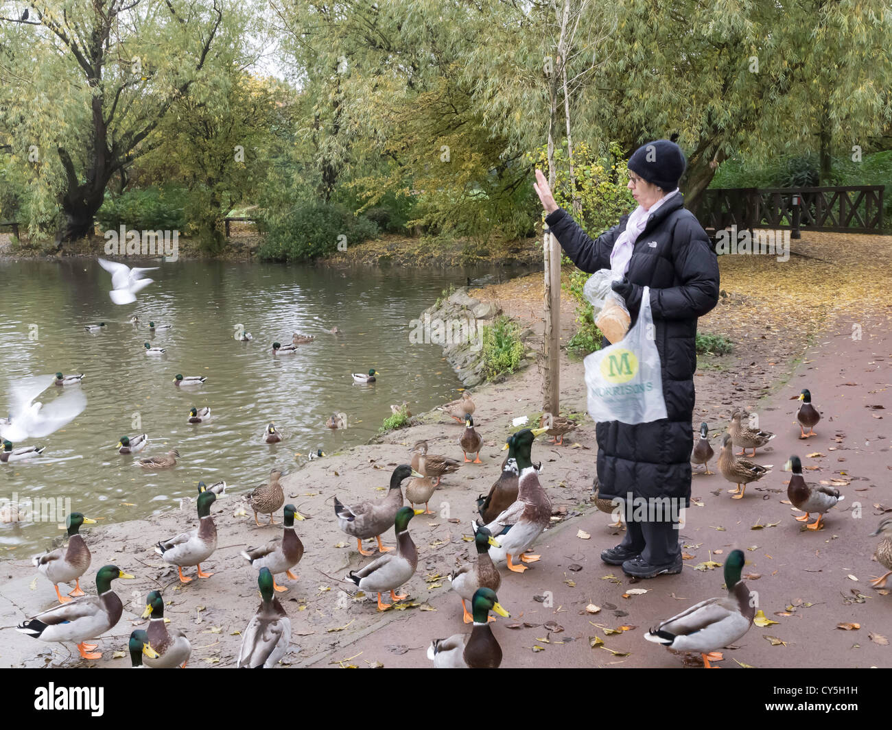 Woman feeding the ducks at Locke Park Redcar Cleveland UK Stock Photo
